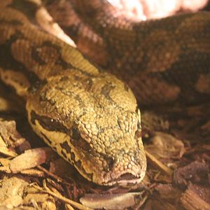Dumeril's boa