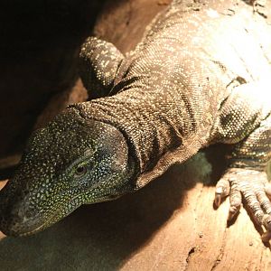 Crocodile monitor