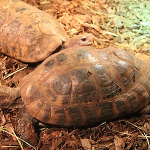 Elongated tortoises