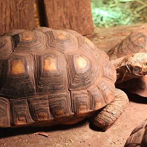 Red-footed tortoise
