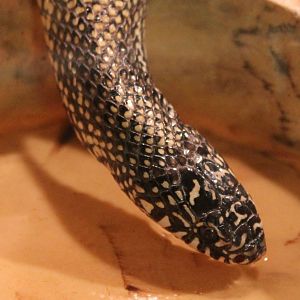 Eastern kingsnake