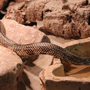 Eastern kingsnake