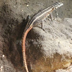 Common flat lizard