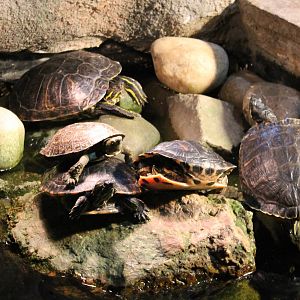 Turtles