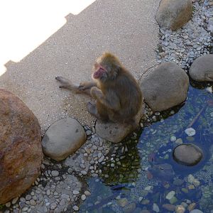 resting in the shade