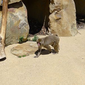 Japanese macaque