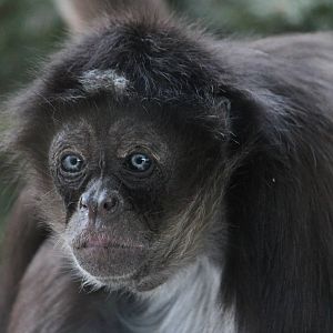 Columbian brown spider monkey