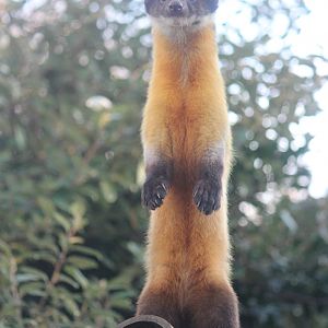 Northern yellow-throated marten