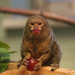 Pygmy marmoset