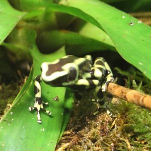 Green and black dart frog