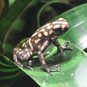 Campana dart frog