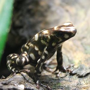 Campana dart frog