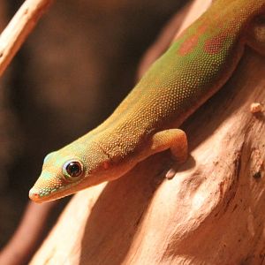 Gold dust day gecko