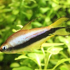 Emperor tetra
