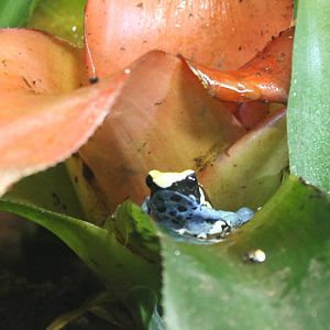 Dart frog