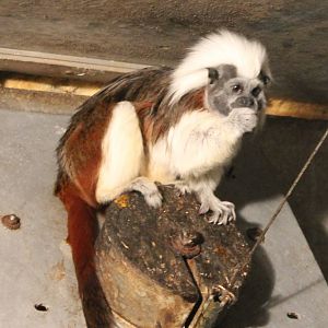 Cotton top tamarin