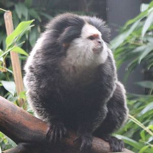 White-fronted marmoset