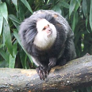 White-fronted marmoset