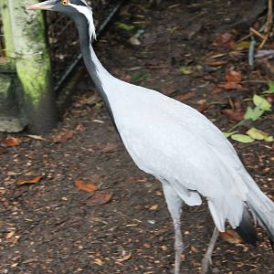 Demoiselle crane
