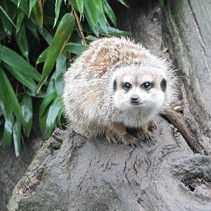 Meerkat
