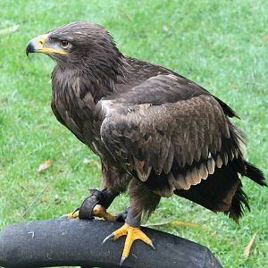 Steppe eagle