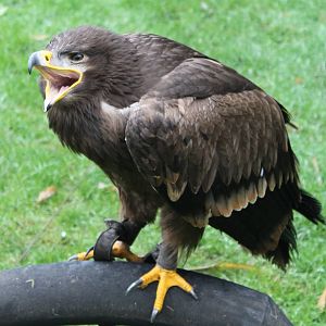 Steppe eagle