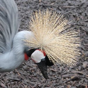 Grey crowned crane