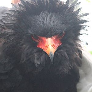 Bateleur