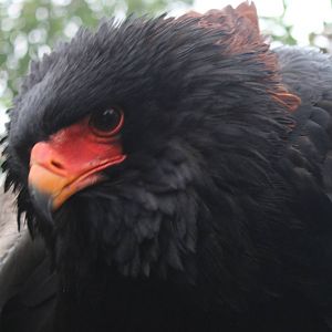 Bateleur