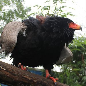 Bateleur