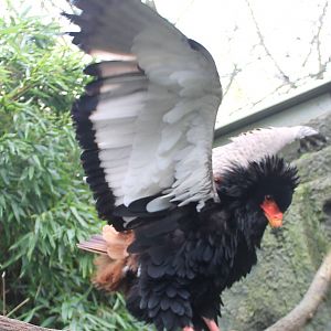 Bateleur