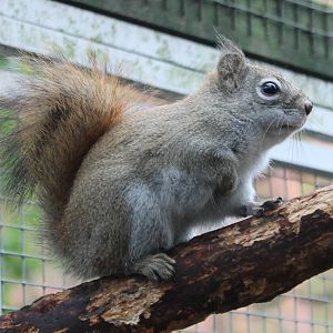 American red squirrel