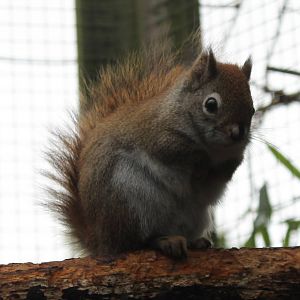 American red squirrel