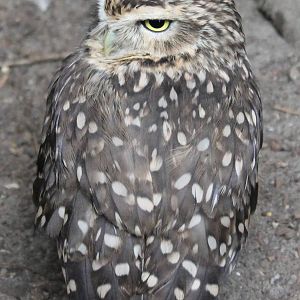 Burrowing owl