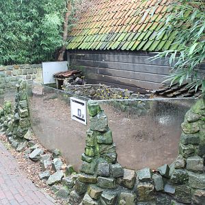 Enclosure Porcupines