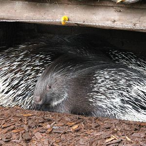 Porcupines