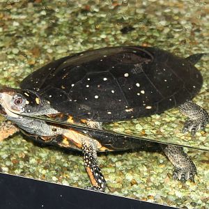 Spotted turtle