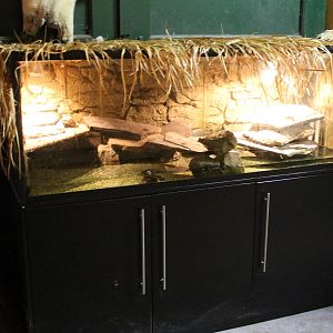 Enclosure Spotted turtles