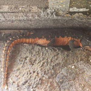 Gorongosa girdled lizard