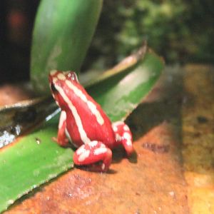 Anthonys dart frog