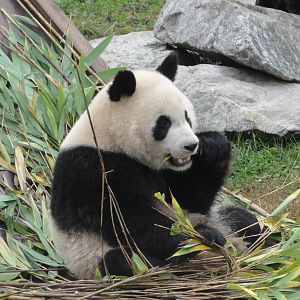 Zoo Aquarium Madrid Christmas 2015: Giant Panda
