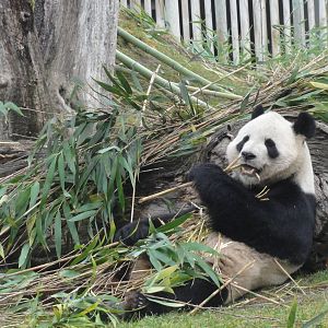 Zoo Aquarium Madrid Christmas 2015