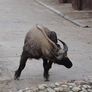 Zoo Aquarium Madrid Christmas 2015