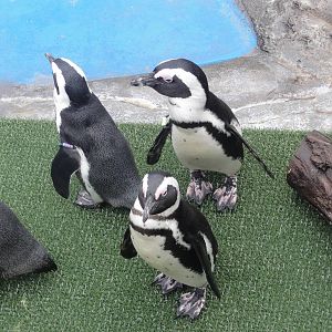 Z*A*M Christmas 2015:African Penguins