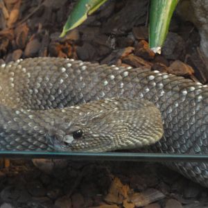 Uracoan diamondback rattlesnake