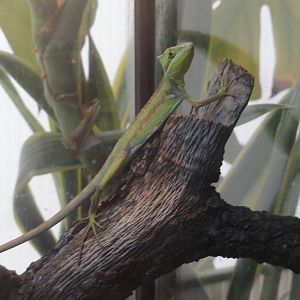 Serrated casquehead iguana (Laemanctus serratus)