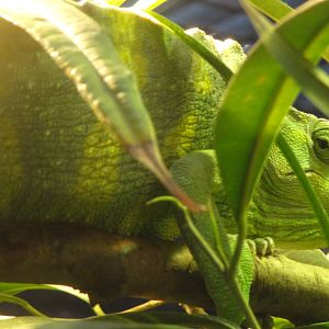 Meller's chameleon (Trioceros melleri)