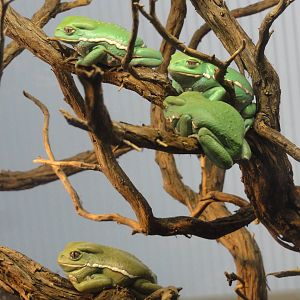waxy monkey tree frog