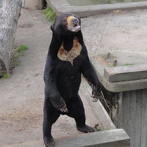 Sun bear