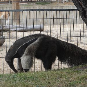 Giant anteater